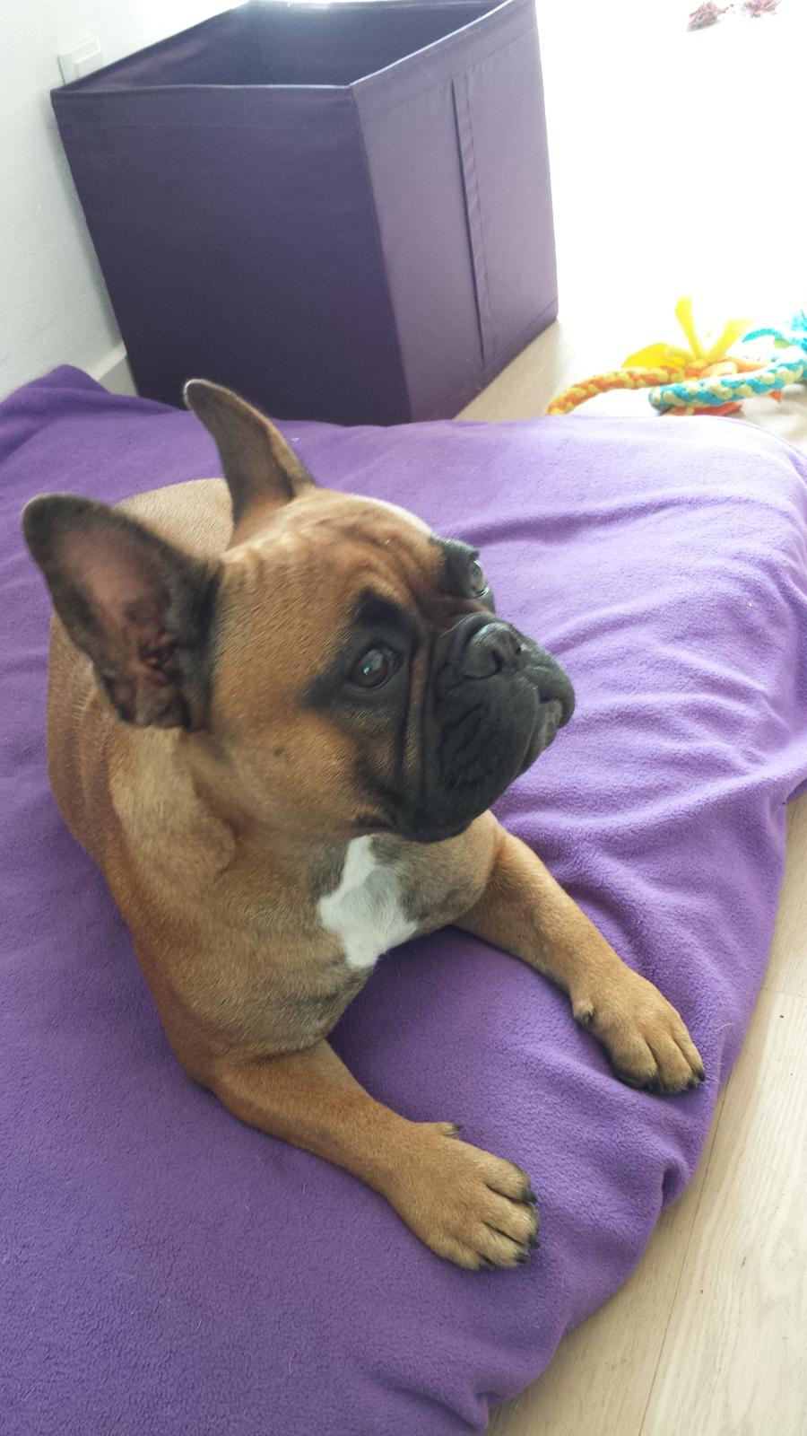 Fransk bulldog Andrea billede 6