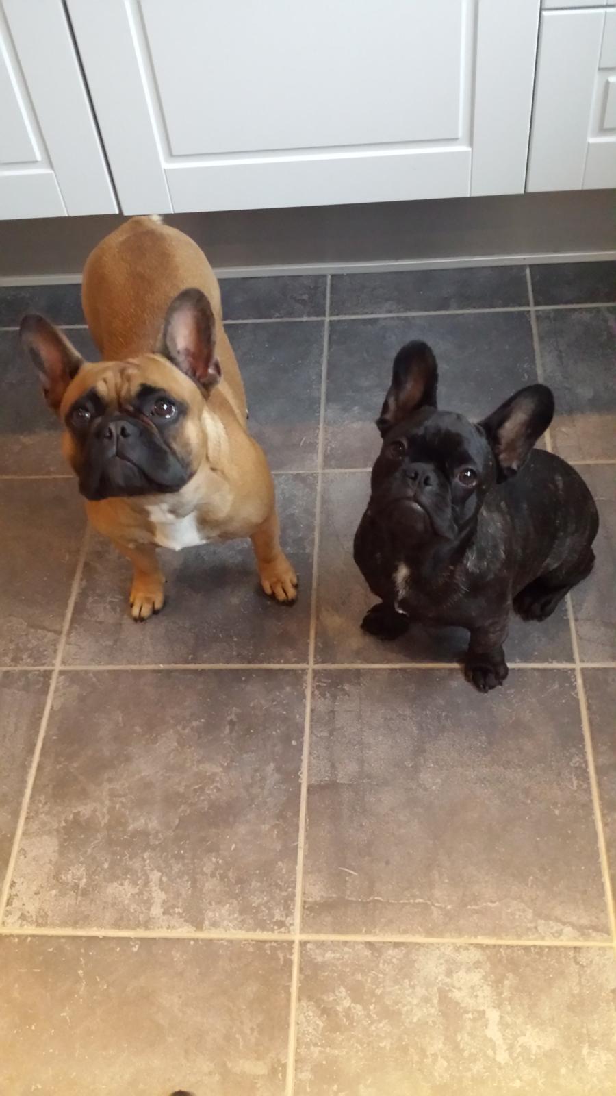 Fransk bulldog Andrea billede 7