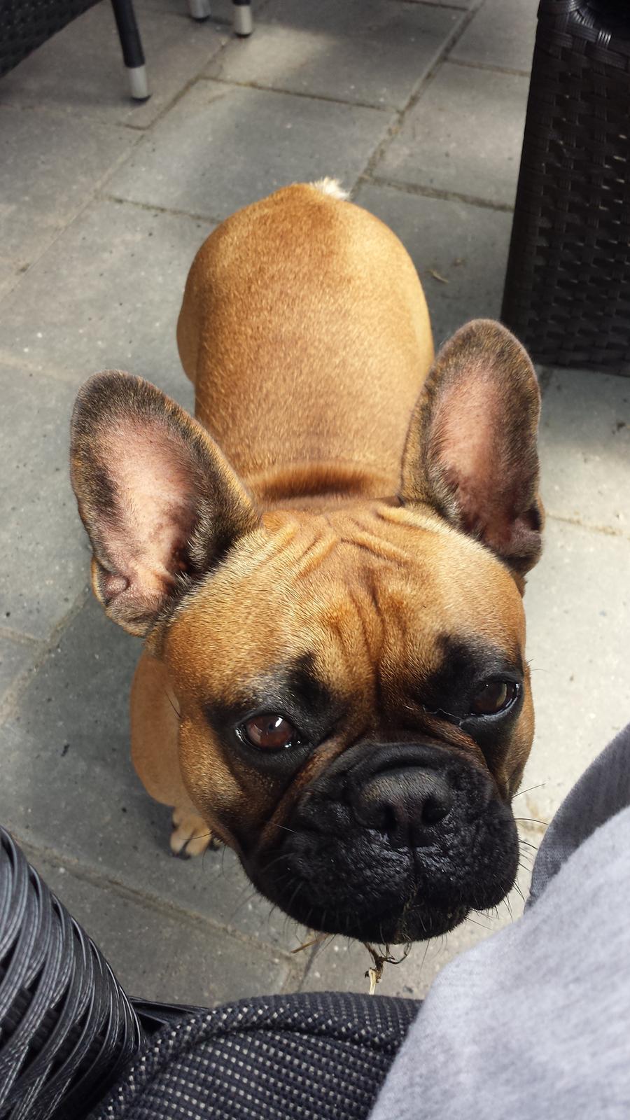 Fransk bulldog Andrea billede 8