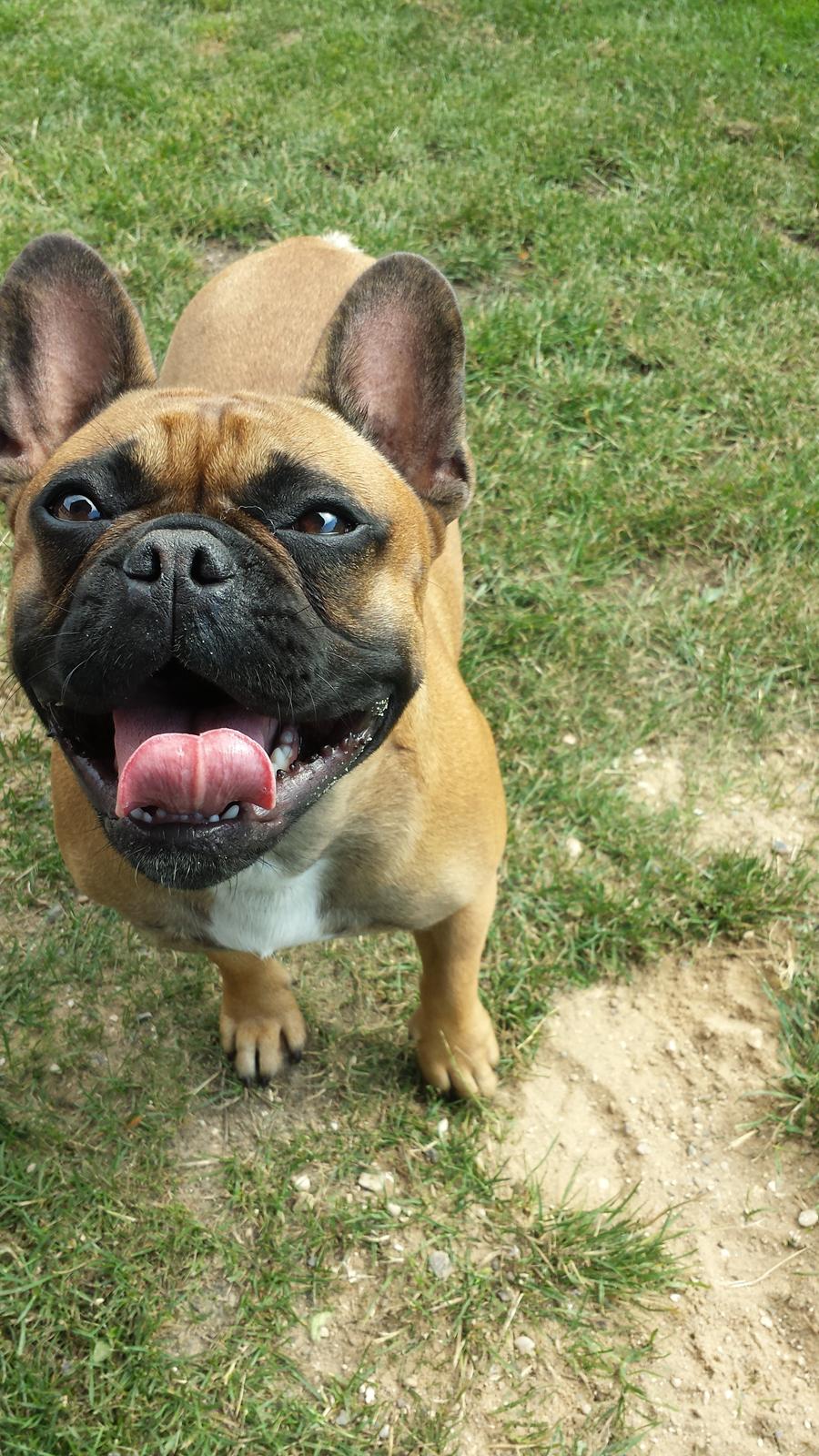 Fransk bulldog Andrea billede 9