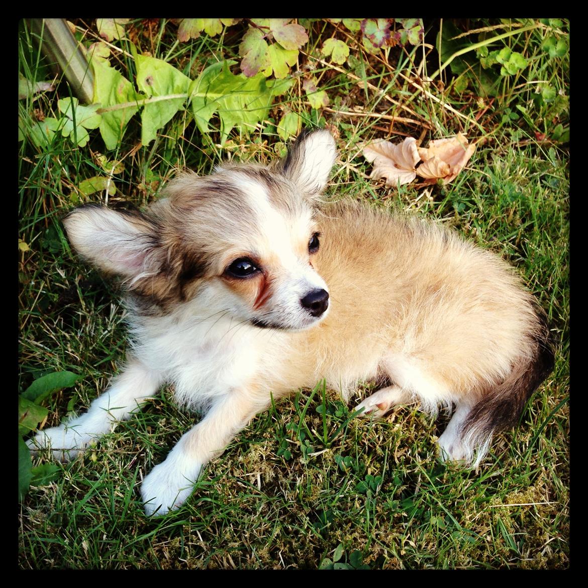 Chihuahua Milo [RIP] billede 11