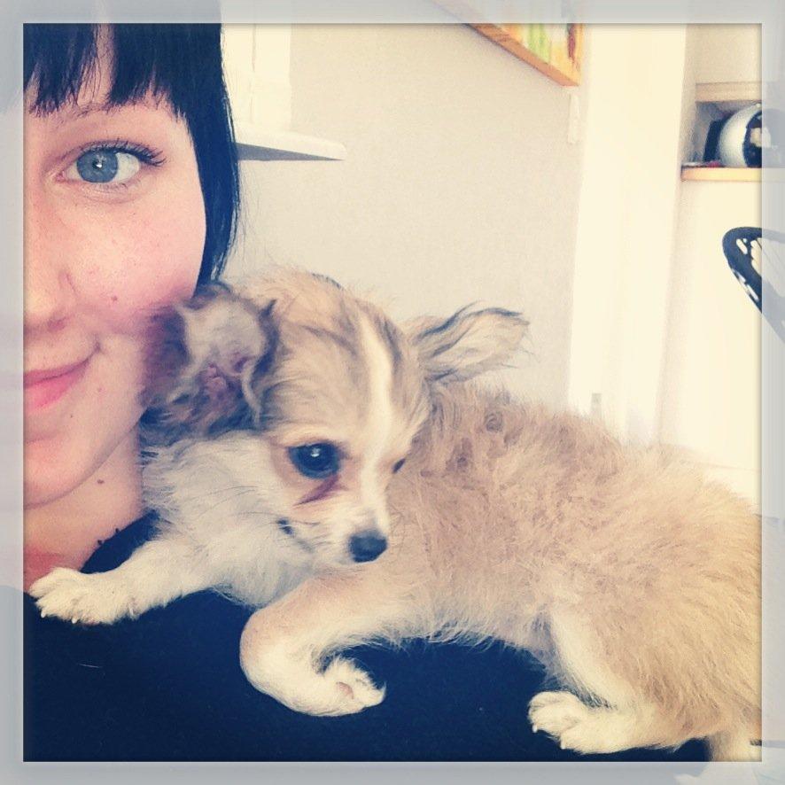 Chihuahua Milo [RIP] billede 12