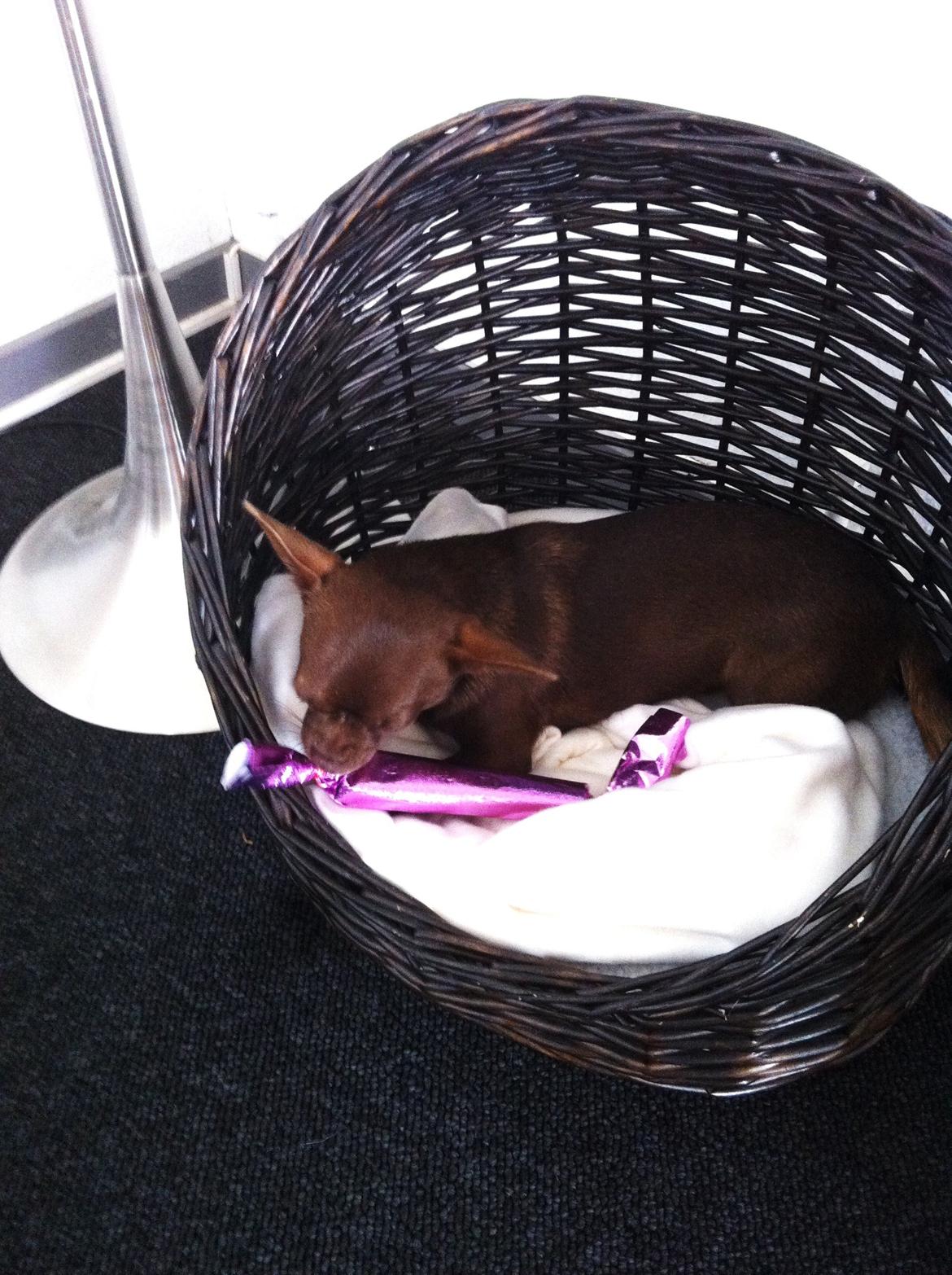 Chihuahua Chicka billede 19