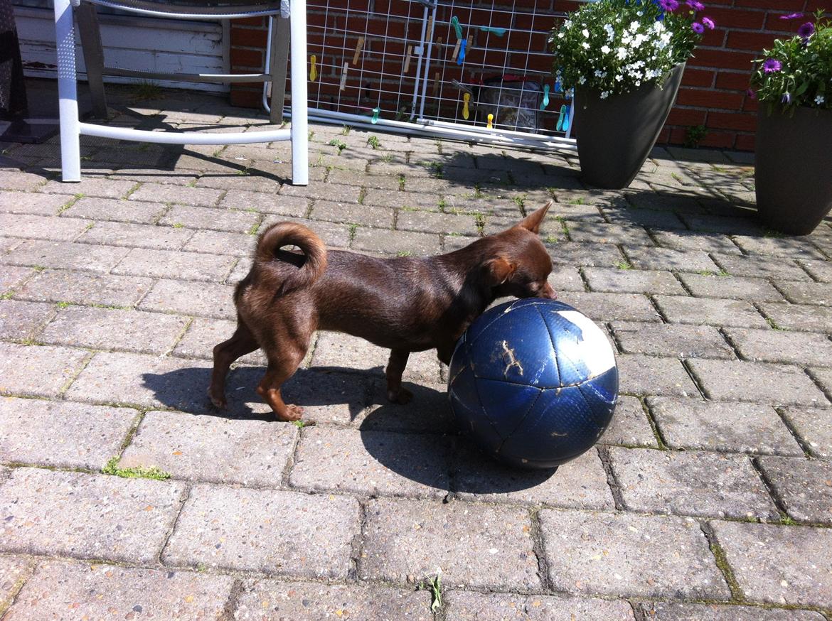 Chihuahua Chicka billede 21