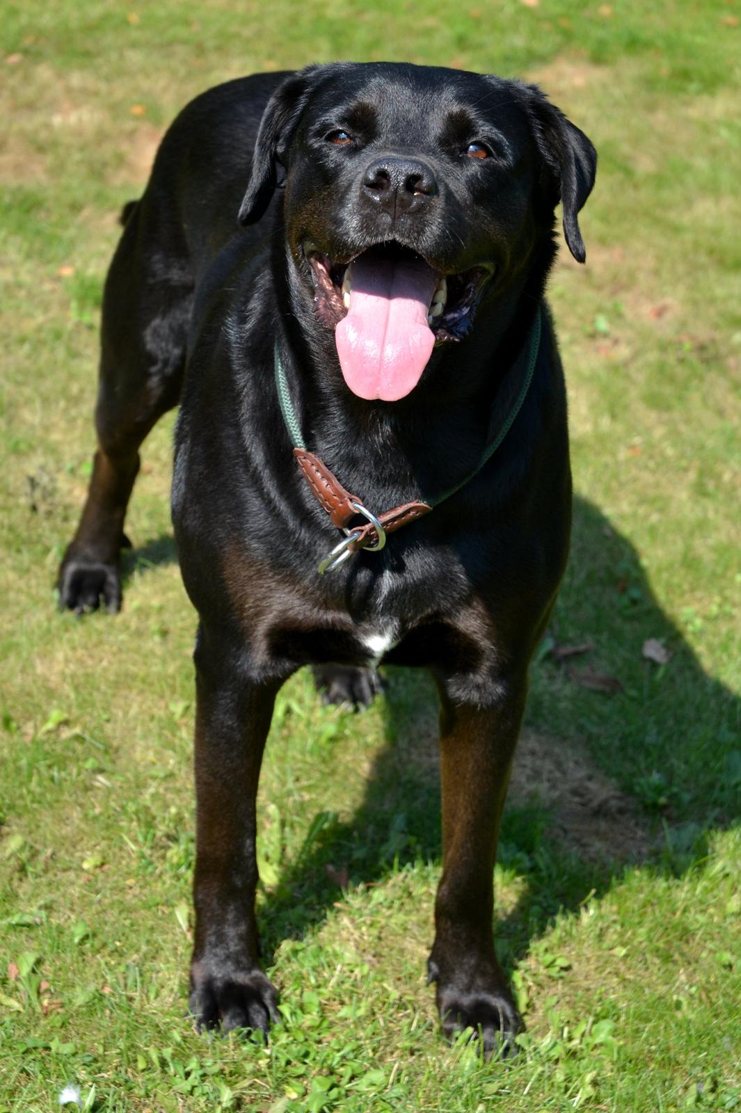 Blanding af racer Janco billede 1