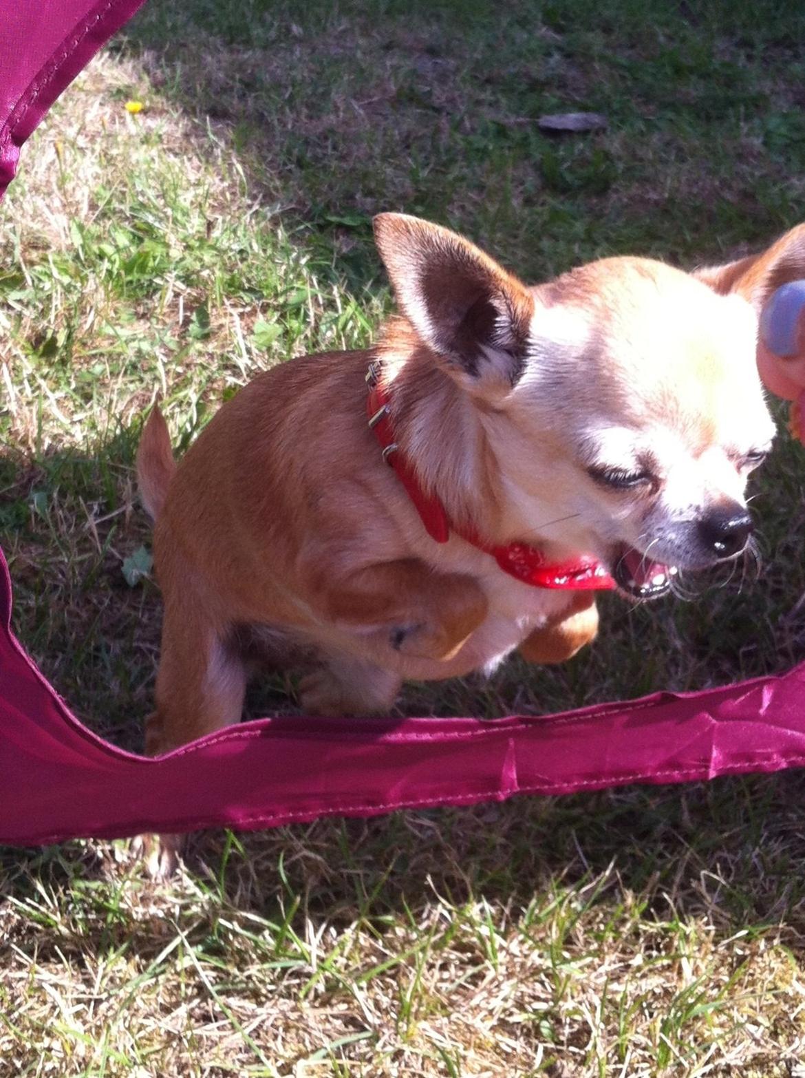 Chihuahua Frontrunners Ready To Play - Ready billede 19