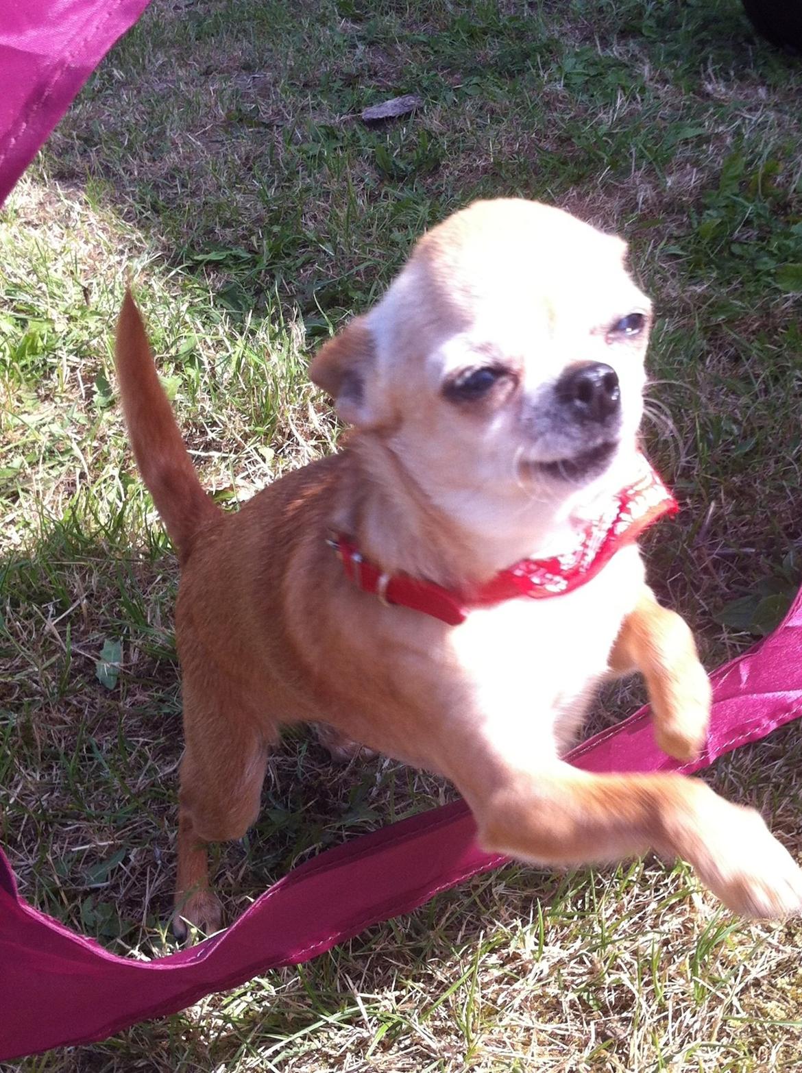 Chihuahua Frontrunners Ready To Play - Ready billede 20