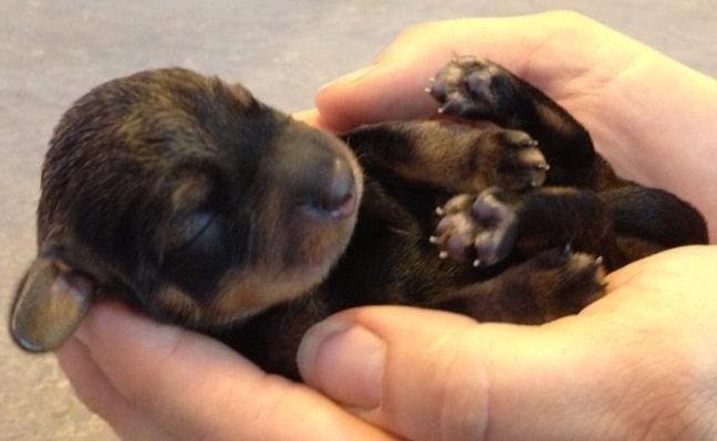 Gravhund DKBRCH(G) SE(G)CH Rafeldi's Agnes Fidelis billede 1