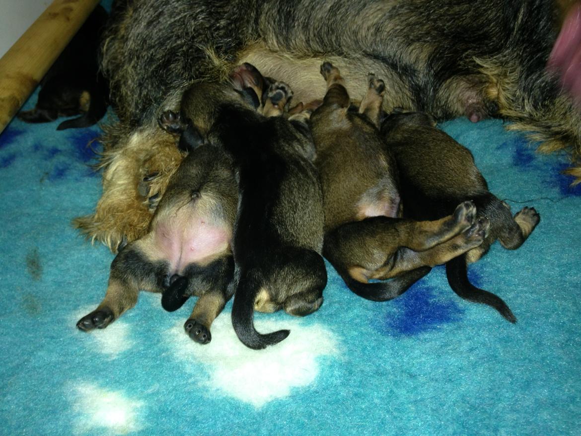 Gravhund DKBRCH(G) SE(G)CH Rafeldi's Agnes Fidelis billede 2