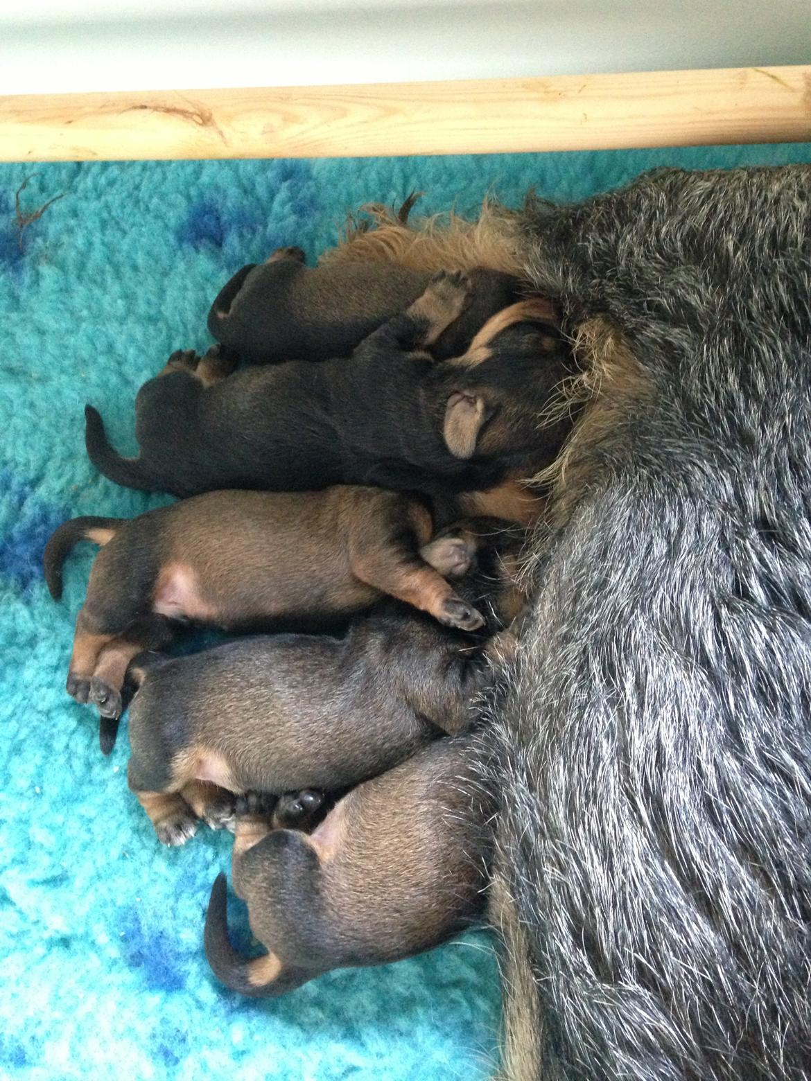 Gravhund DKBRCH(G) SE(G)CH Rafeldi's Agnes Fidelis billede 3