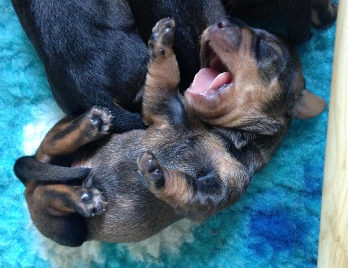 Gravhund DKBRCH(G) SE(G)CH Rafeldi's Agnes Fidelis billede 4