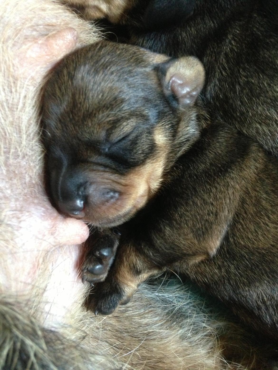 Gravhund DKBRCH(G) SE(G)CH Rafeldi's Agnes Fidelis billede 5