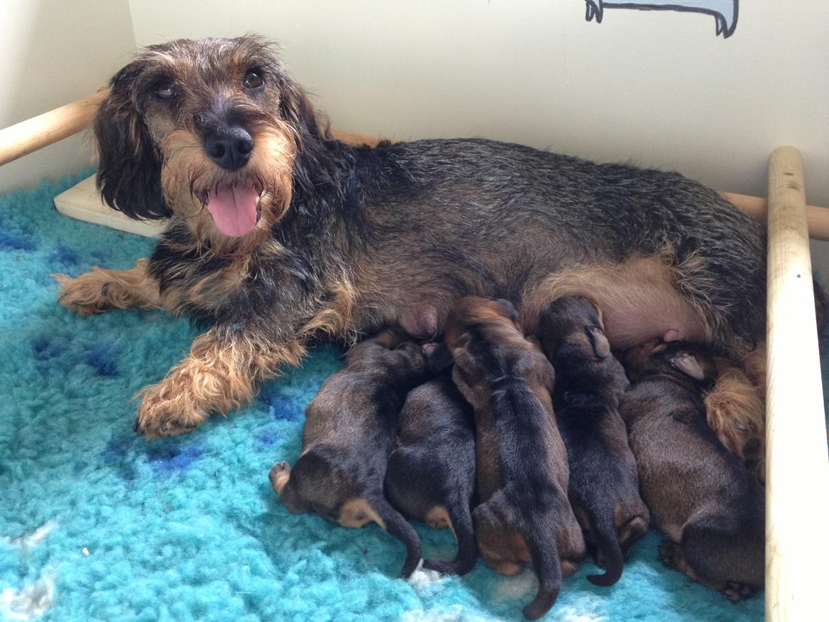 Gravhund DKBRCH(G) SE(G)CH Rafeldi's Agnes Fidelis billede 6