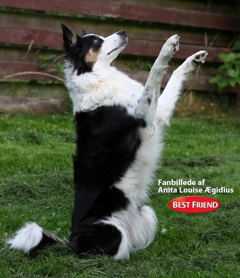 Border collie Tia - 12 år billede 25