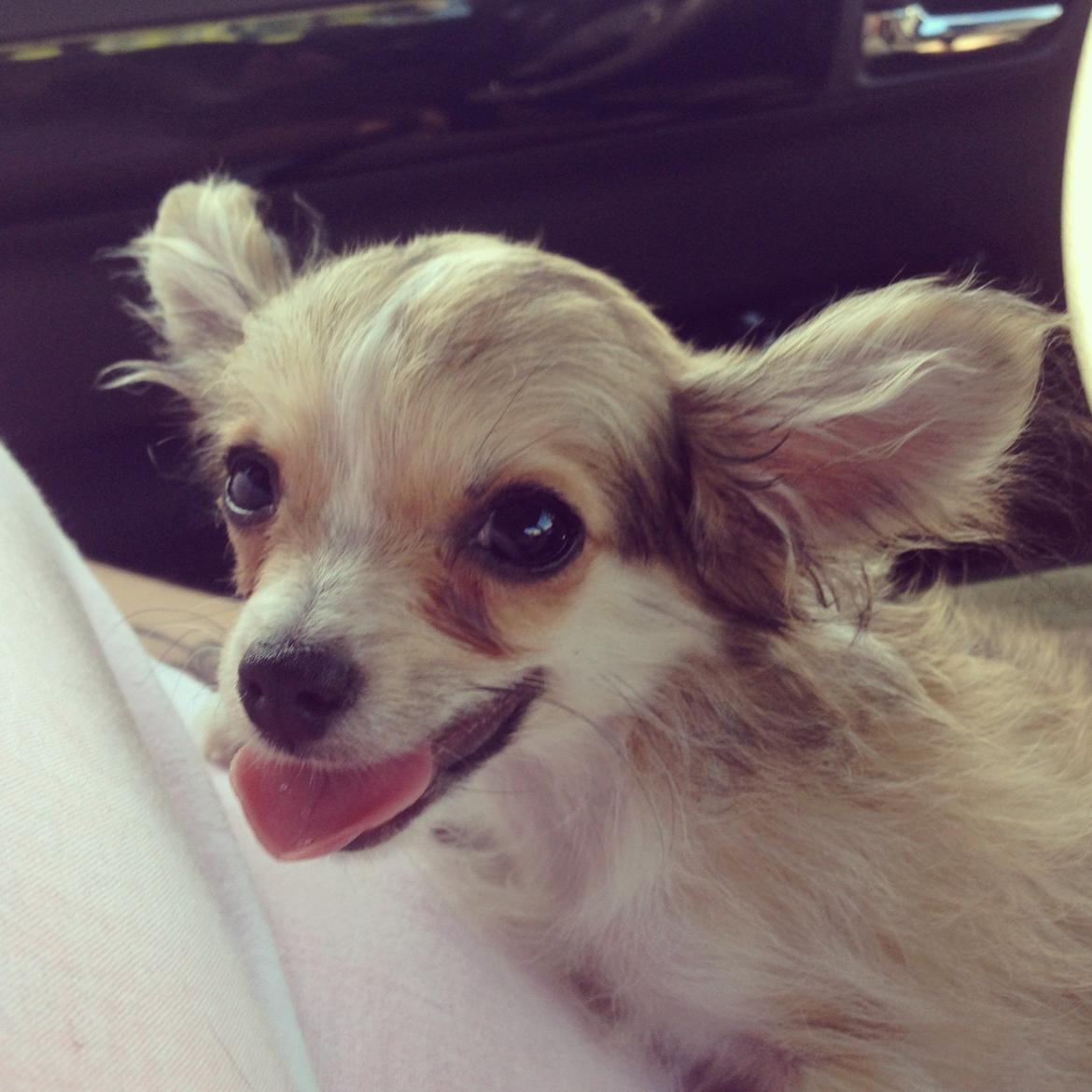 Chihuahua Milo [RIP] billede 13