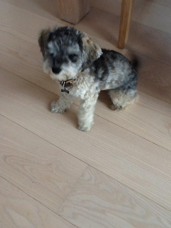 Blanding af racer Molly<3 billede 6