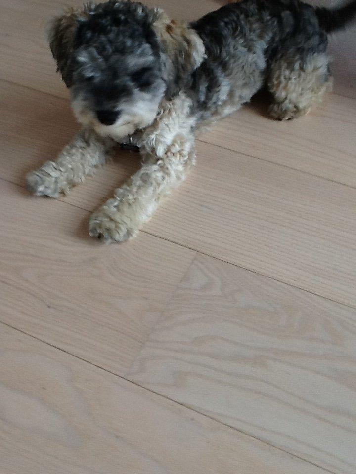 Blanding af racer Molly<3 billede 7