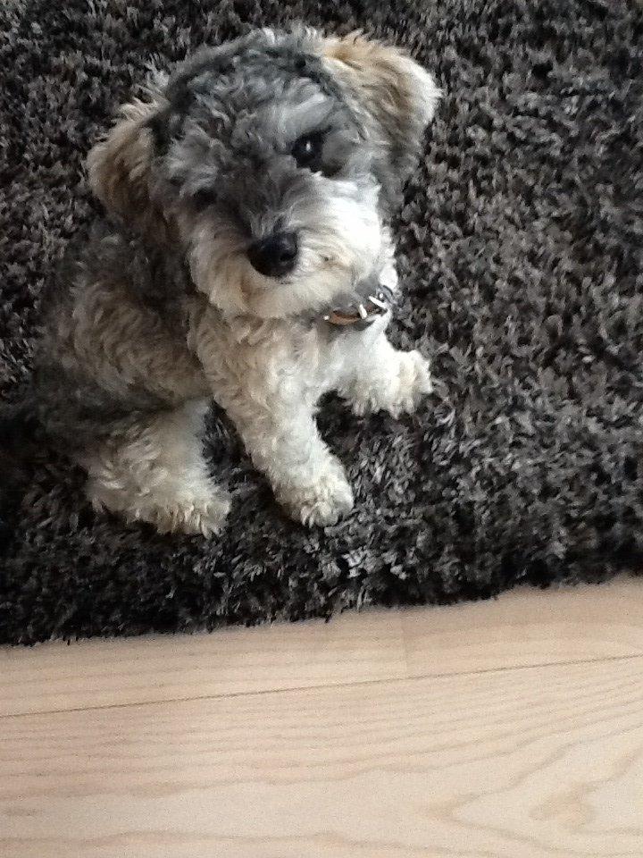 Blanding af racer Molly<3 billede 8