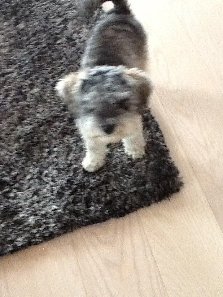 Blanding af racer Molly<3 billede 9