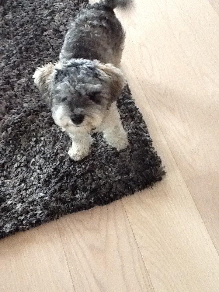 Blanding af racer Molly<3 billede 10