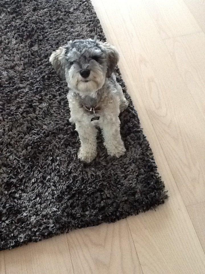 Blanding af racer Molly<3 billede 11