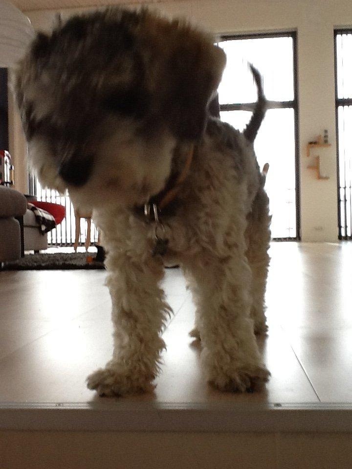 Blanding af racer Molly<3 billede 12