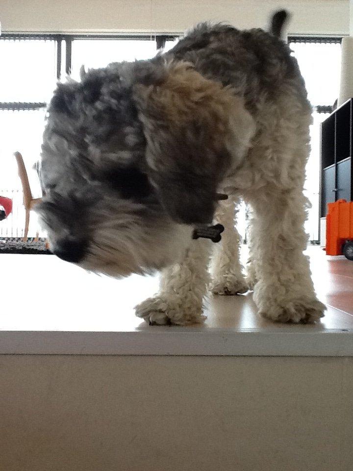 Blanding af racer Molly<3 billede 13