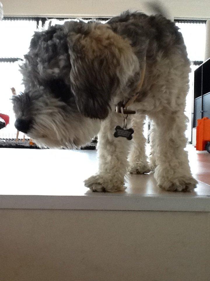 Blanding af racer Molly<3 billede 14