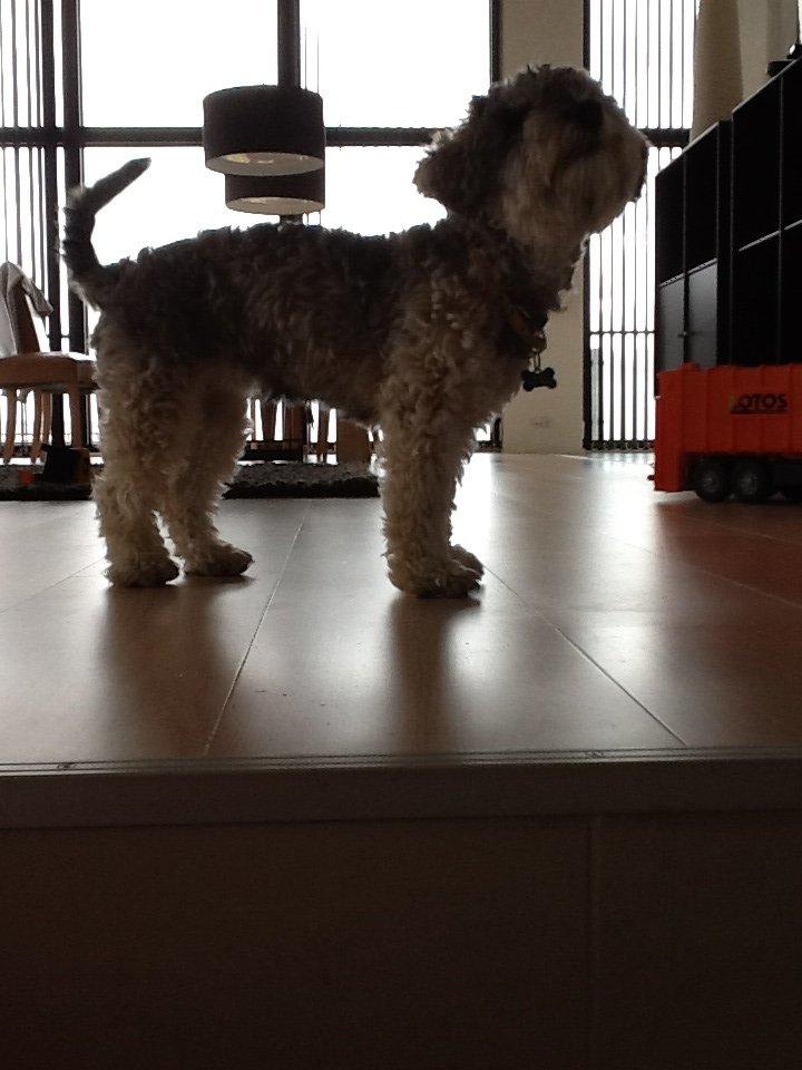 Blanding af racer Molly<3 billede 15