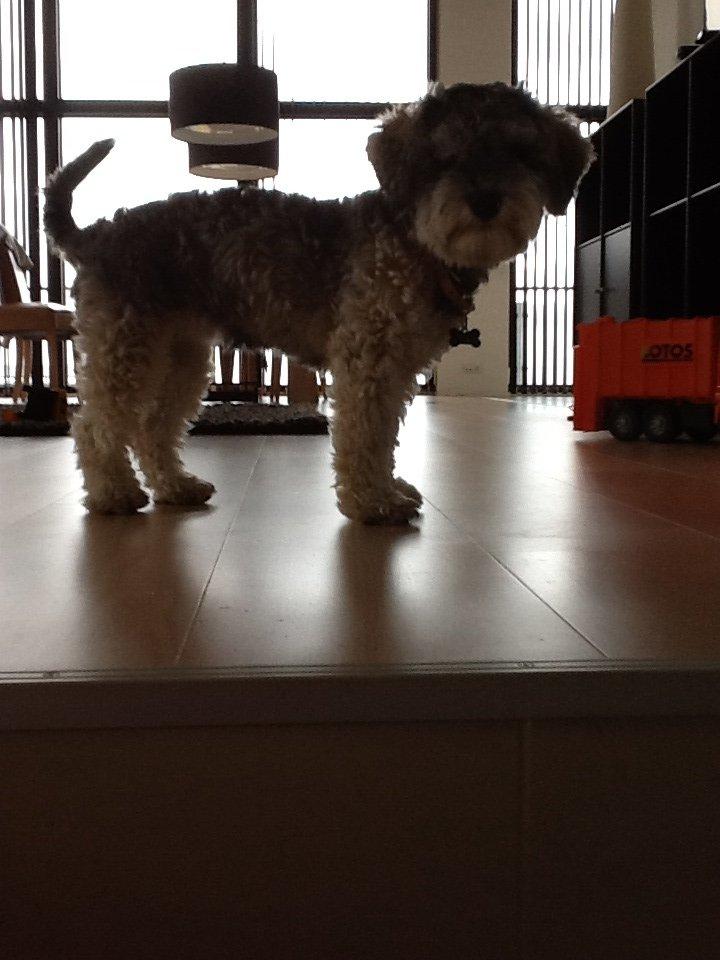 Blanding af racer Molly<3 billede 16