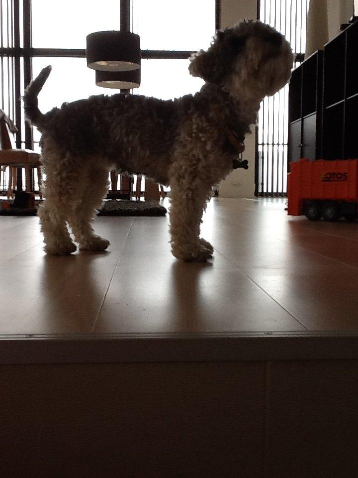 Blanding af racer Molly<3 billede 17