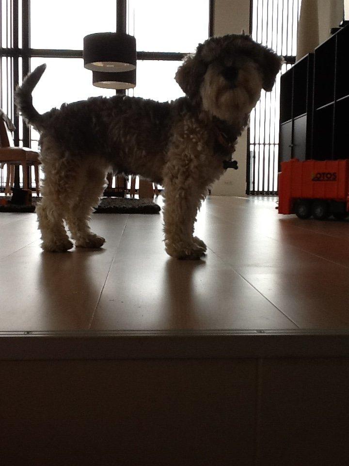 Blanding af racer Molly<3 billede 18