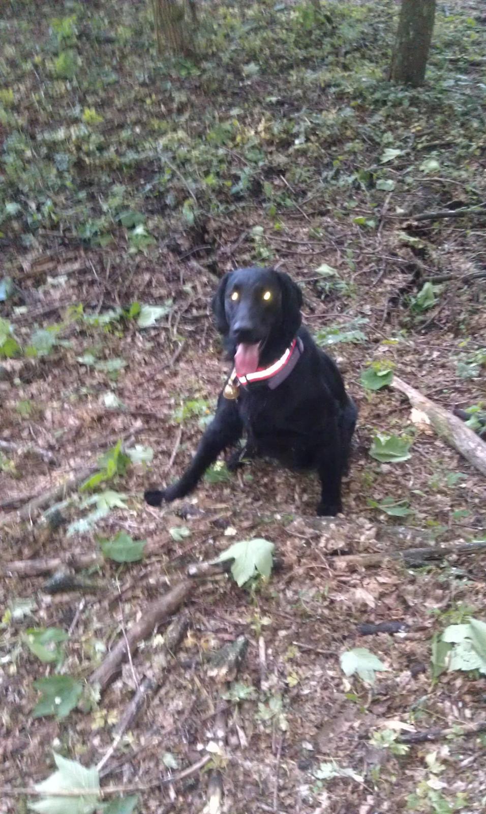 Flat coated retriever Tanima Flatcoats Bumble Bee | Beah - Beah på hendes første "jagt" :) billede 28