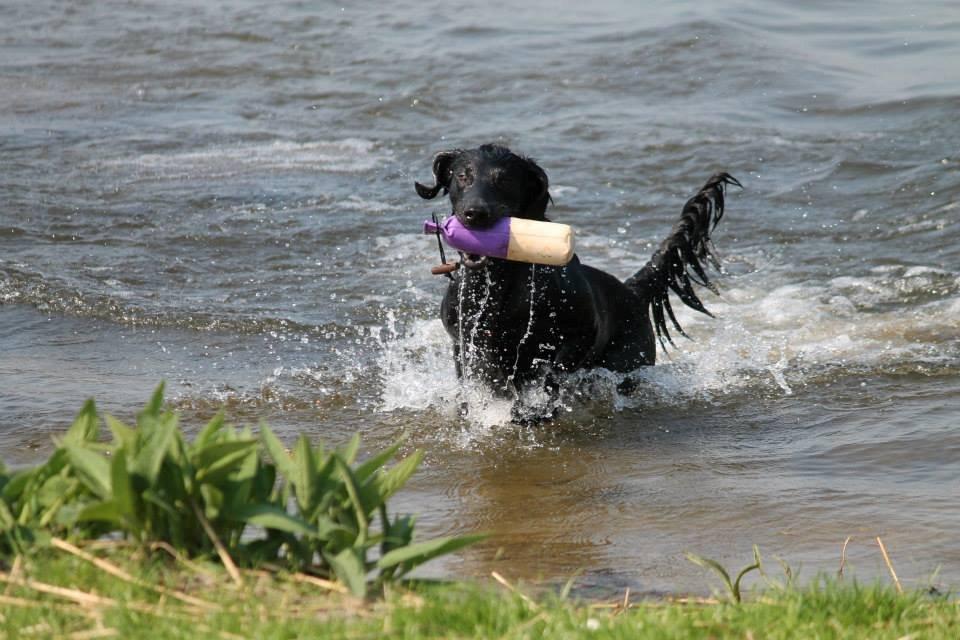 Flat coated retriever Tanima Flatcoats Bumble Bee | Beah billede 31