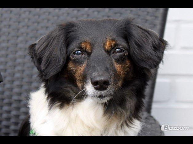 Blanding af racer Mathilde billede 1