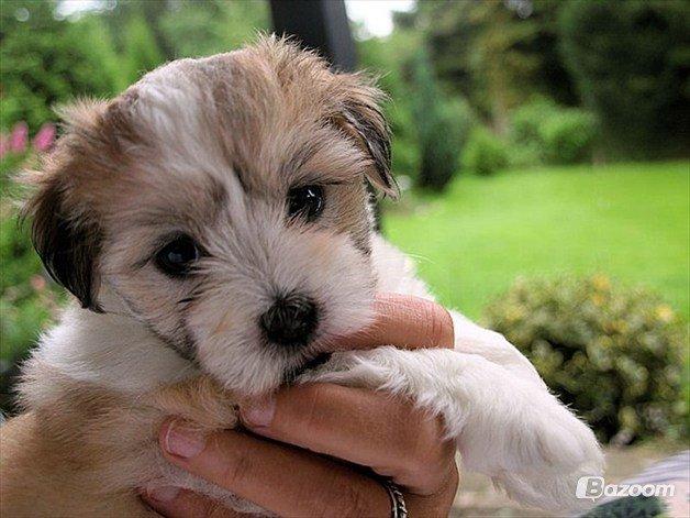 Coton de tulear Daisy billede 23