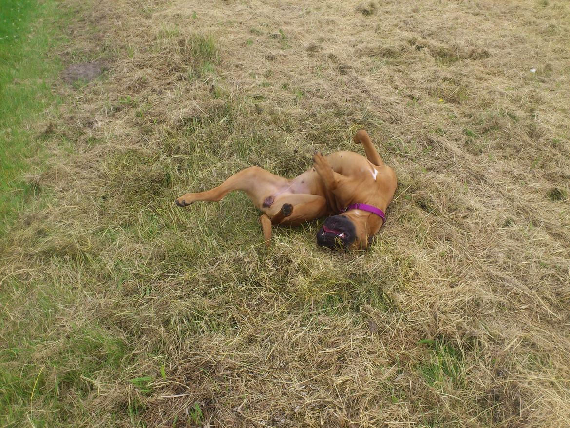 Blanding af racer Emma (hvil i fred <3) billede 30