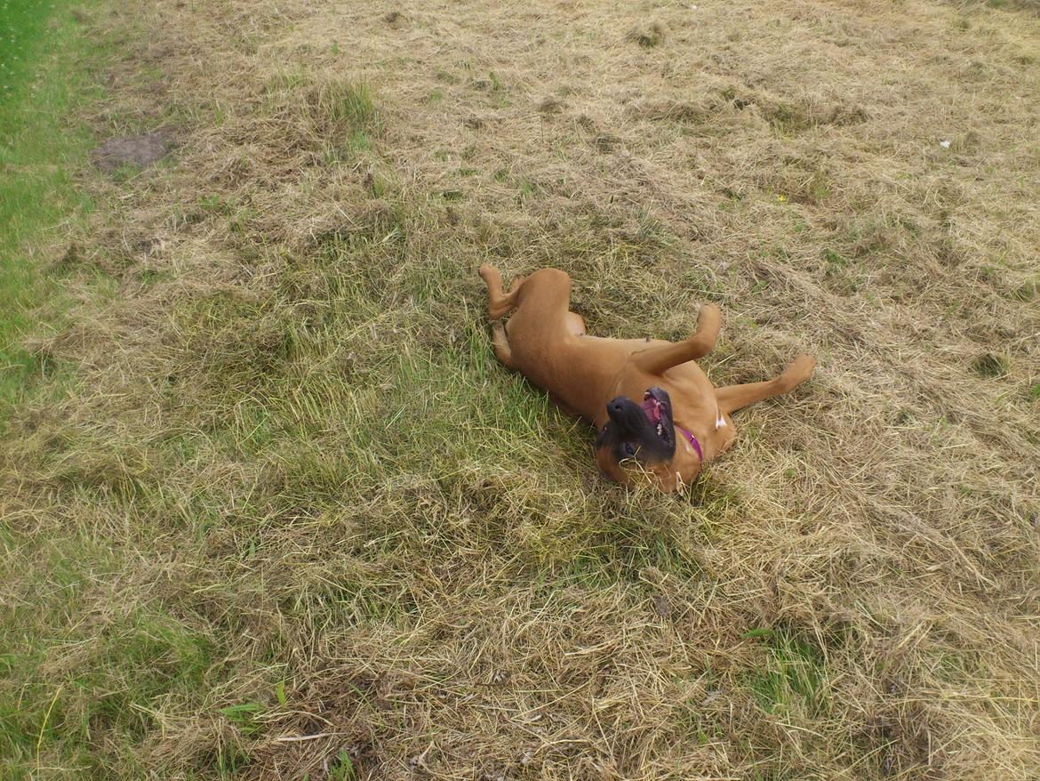 Blanding af racer Emma (hvil i fred <3) billede 31