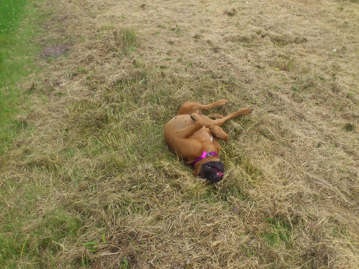 Blanding af racer Emma (hvil i fred <3) billede 32