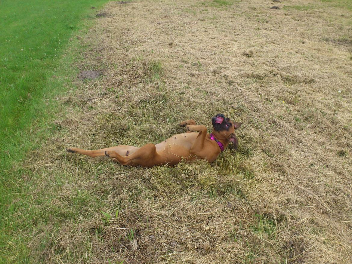 Blanding af racer Emma (hvil i fred <3) billede 33