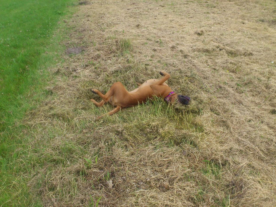 Blanding af racer Emma (hvil i fred <3) billede 34