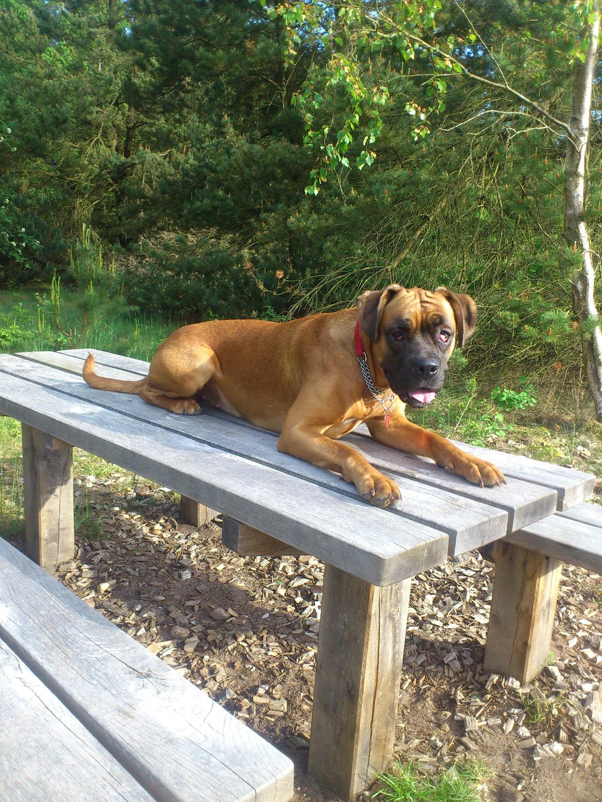 Blanding af racer Emma (hvil i fred <3) billede 13