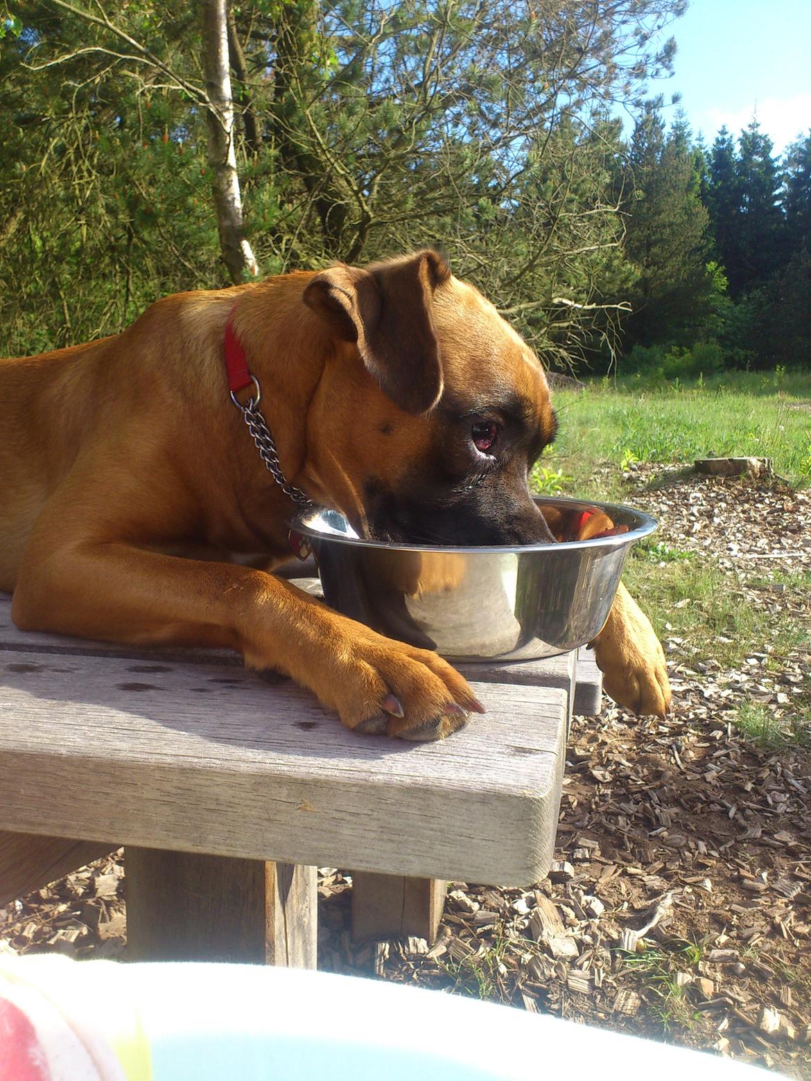 Blanding af racer Emma (hvil i fred <3) billede 12