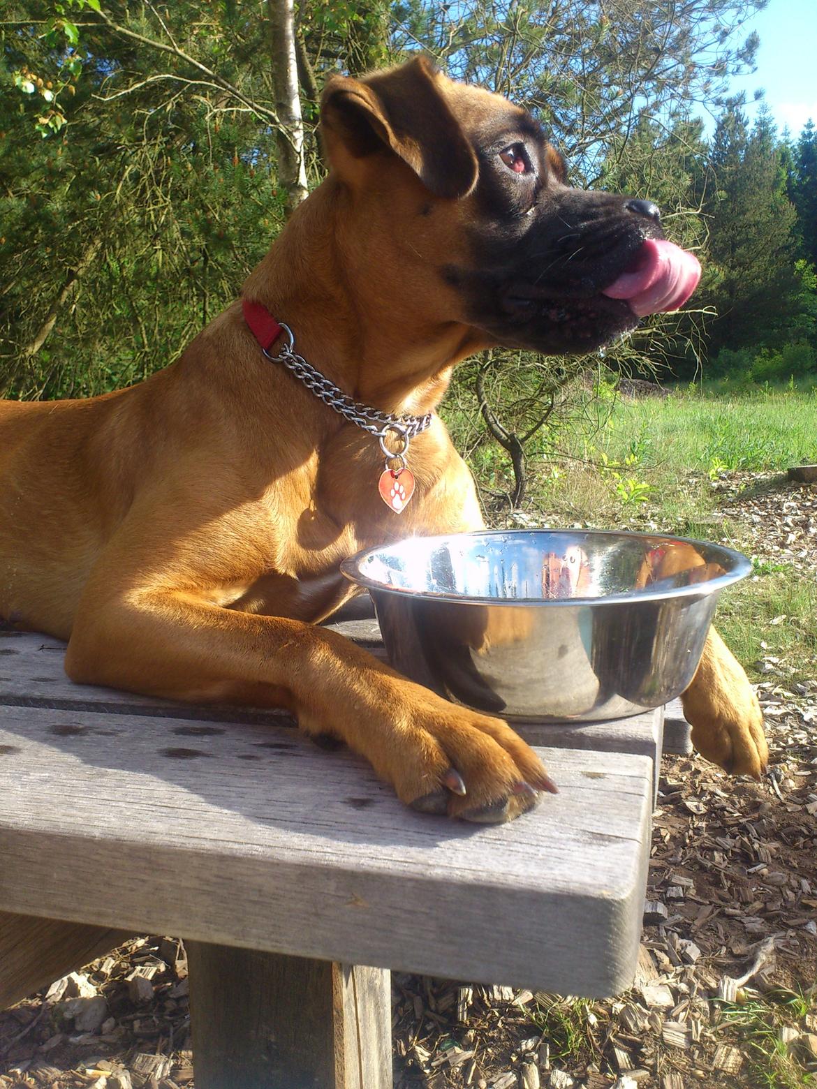 Blanding af racer Emma (hvil i fred <3) billede 10