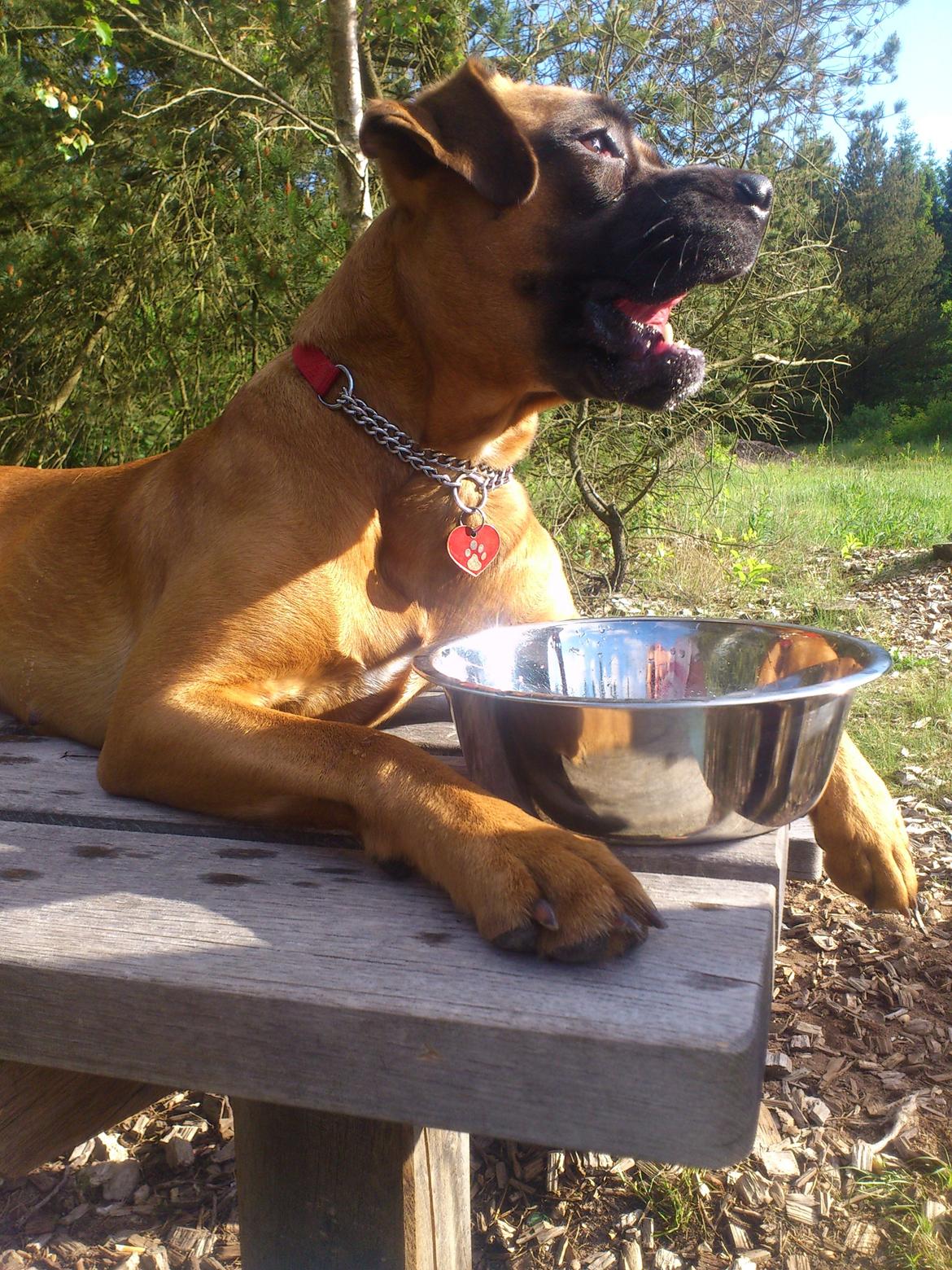 Blanding af racer Emma (hvil i fred <3) billede 11