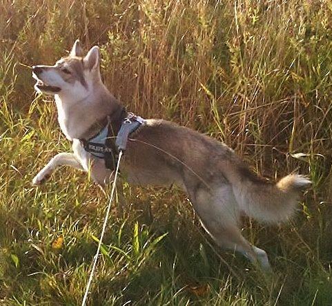 Tamaskan Dog Indiana - "Matsi" billede 18