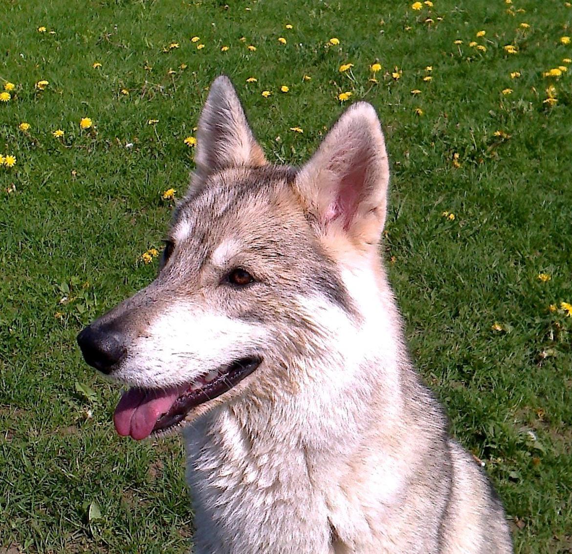 Tamaskan Dog Indiana - "Matsi" billede 2