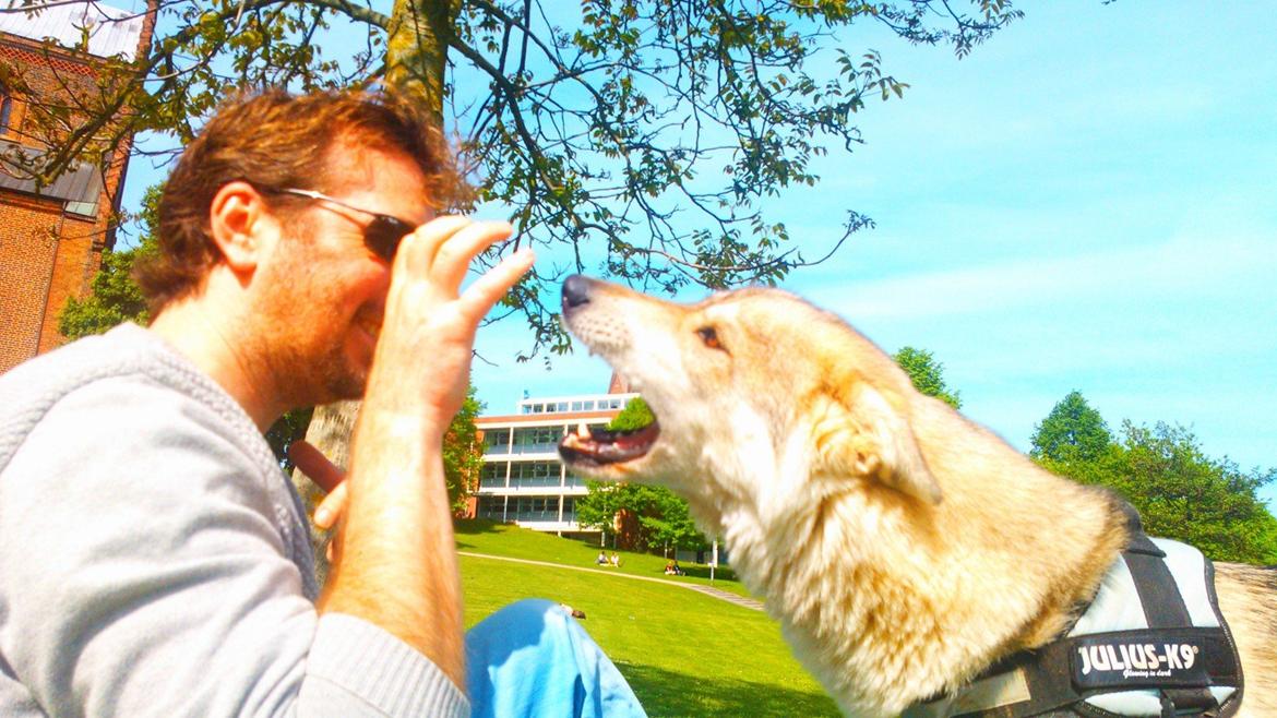 Tamaskan Dog Indiana - "Matsi" billede 23