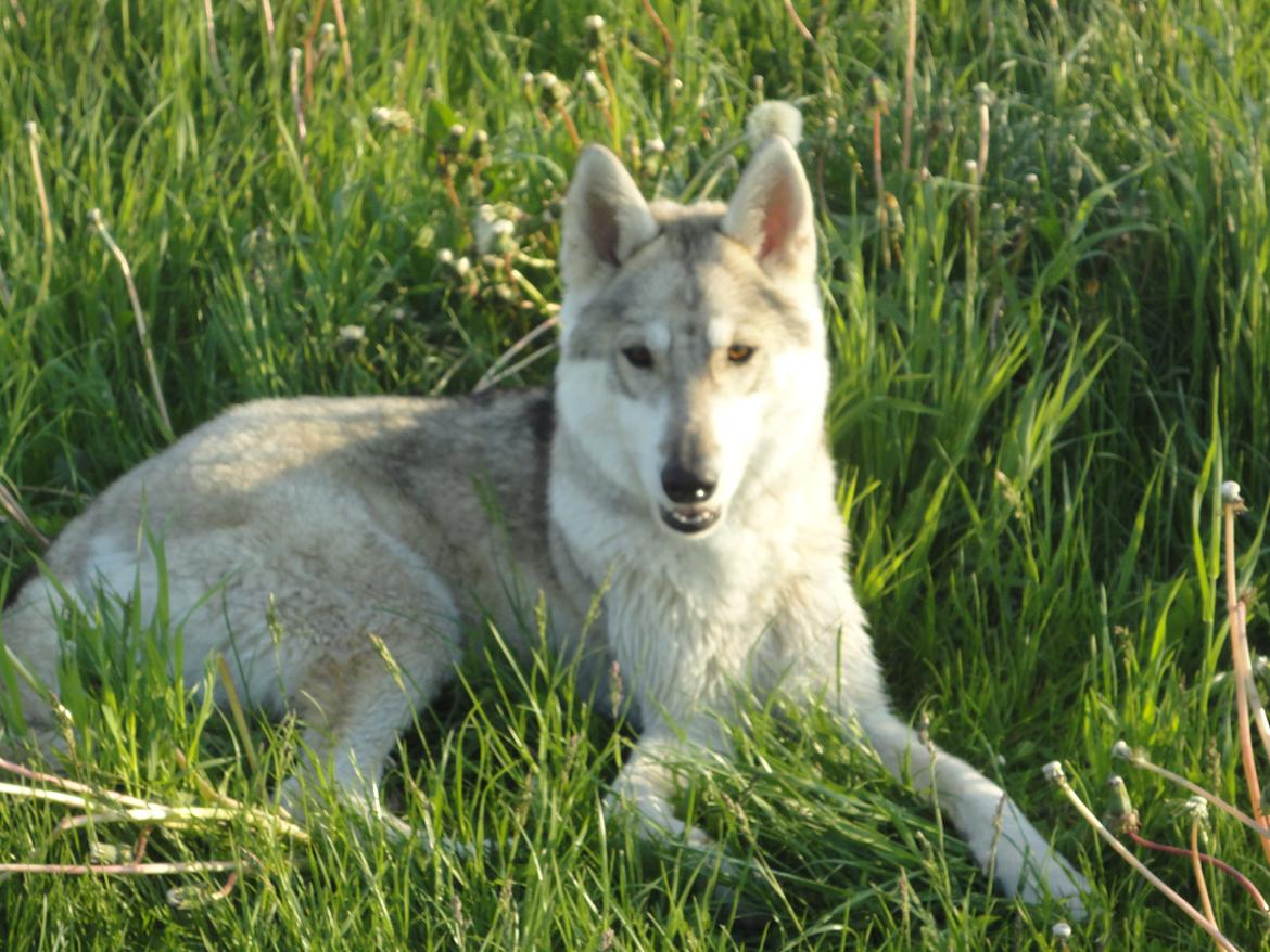 Tamaskan Dog Indiana - "Matsi" billede 15