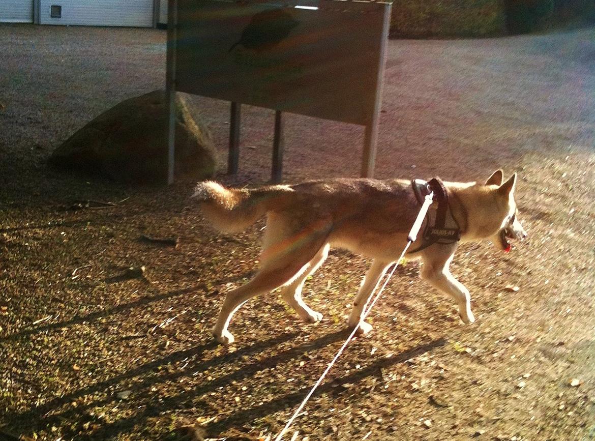 Tamaskan Dog Indiana - "Matsi" - Elsker lange ture! billede 10